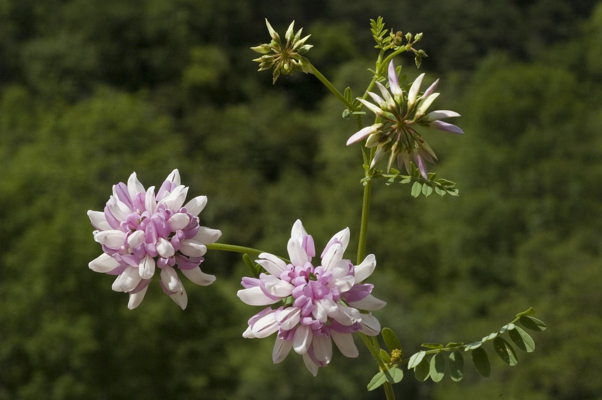 securigera-varia-crown-vetch